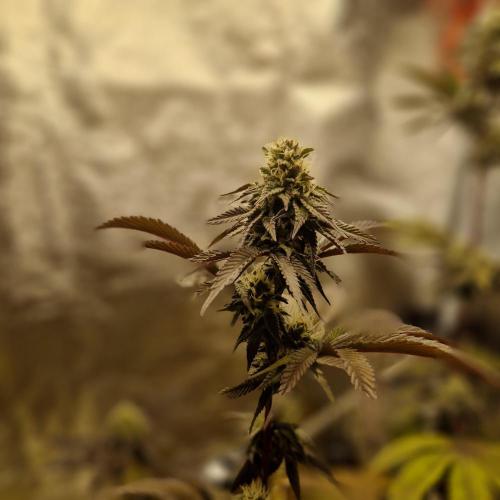 Triple Mint XXL. Week 9
