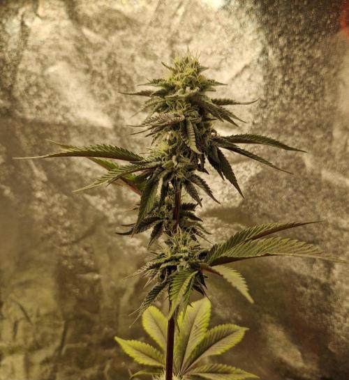 Triple Mint XXL. Week 9