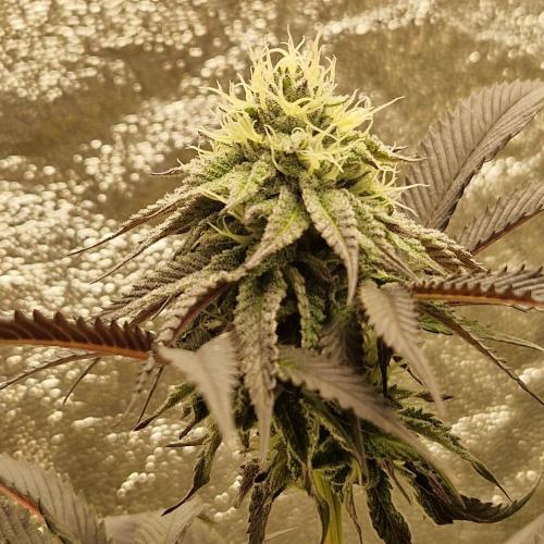 Triple Mint XXL. Week 9