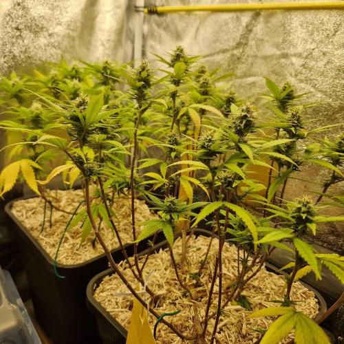 White Widow x The Ultimate. Week 12