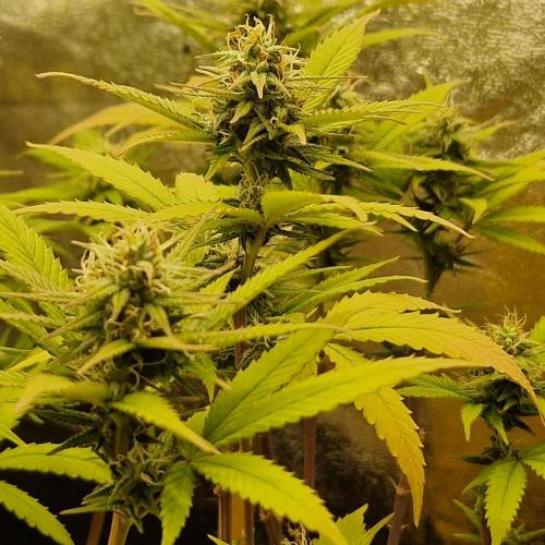 White Widow x The Ultimate. Week 12