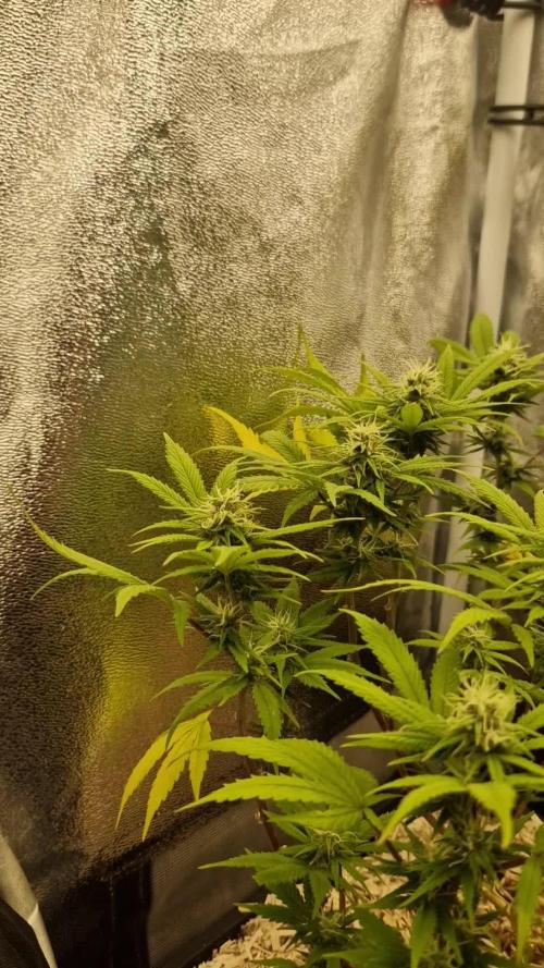 White Widow X The Ultimate Regular. Week 12