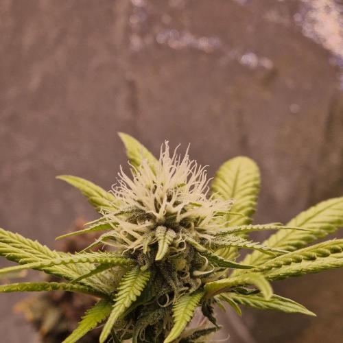 Girl Scout Cookies. Week 3