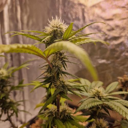 Girl Scout Cookies. Week 3