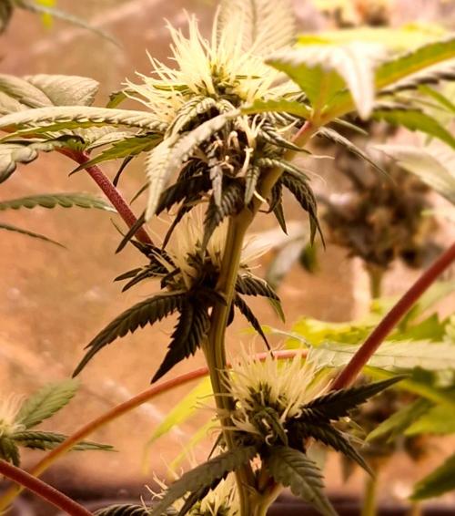 Girl Scout Cookies. Week 3