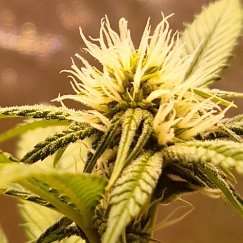 Girl Scout Cookies. Week 3
