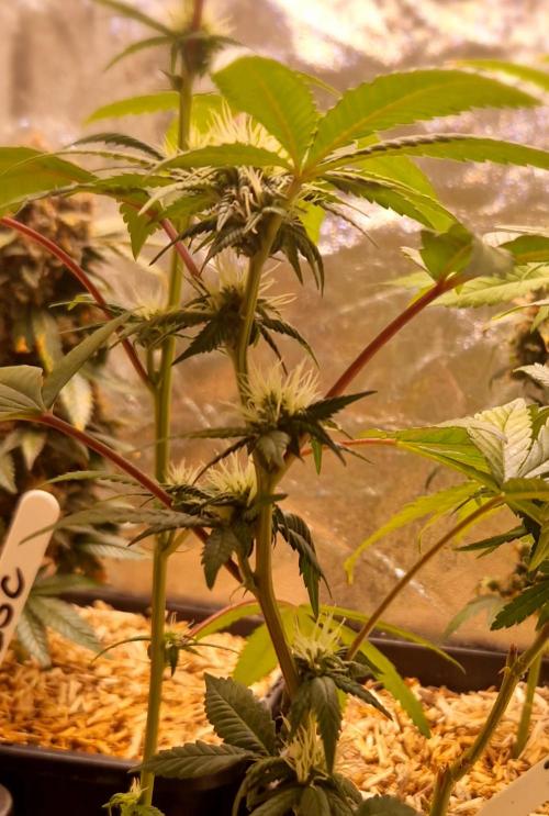 Girl Scout Cookies. Week 3