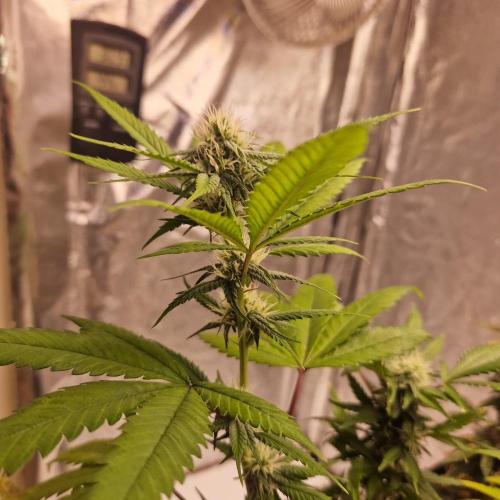 Girl Scout Cookies. Week 3