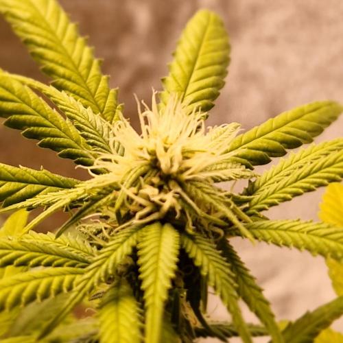 Girl Scout Cookies. Week 3