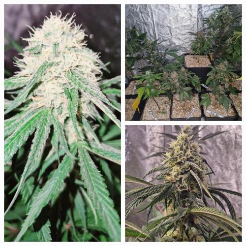 Girl Scout Cookies. Week 4