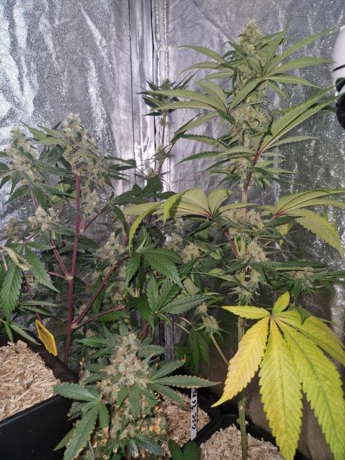 Girl Scout Cookies. Week 4