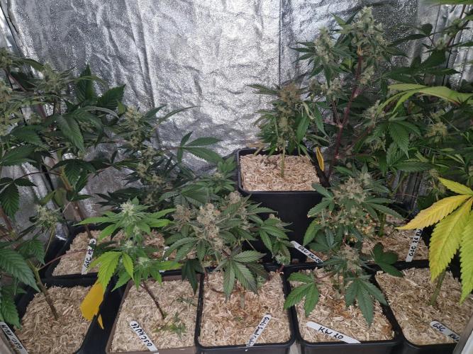 Girl Scout Cookies. Week 4