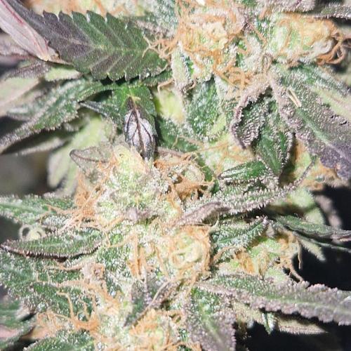 Girl Scout Cookies. Week 8