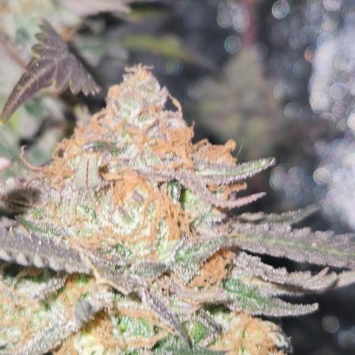 Girl Scout Cookies. Week 8