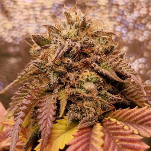 Girl Scout Cookies. Week 8