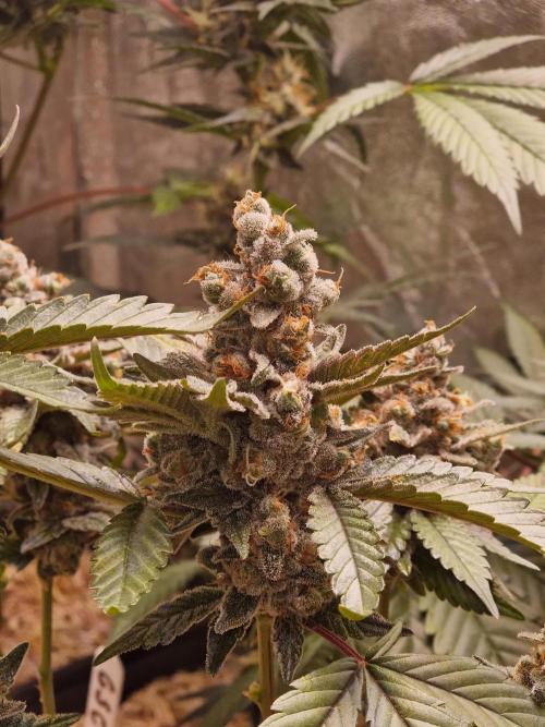 Girl Scout Cookies. Week 8