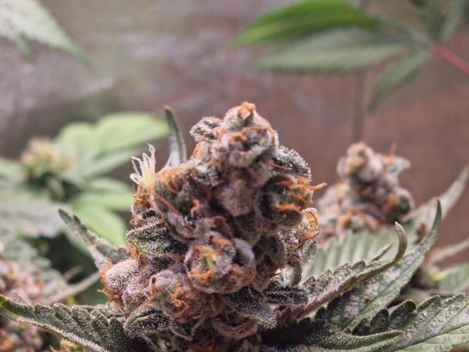 Girl Scout Cookies. Week 8
