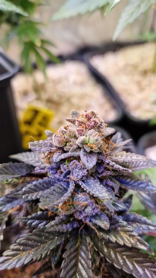 Girl Scout Cookies. Week 8