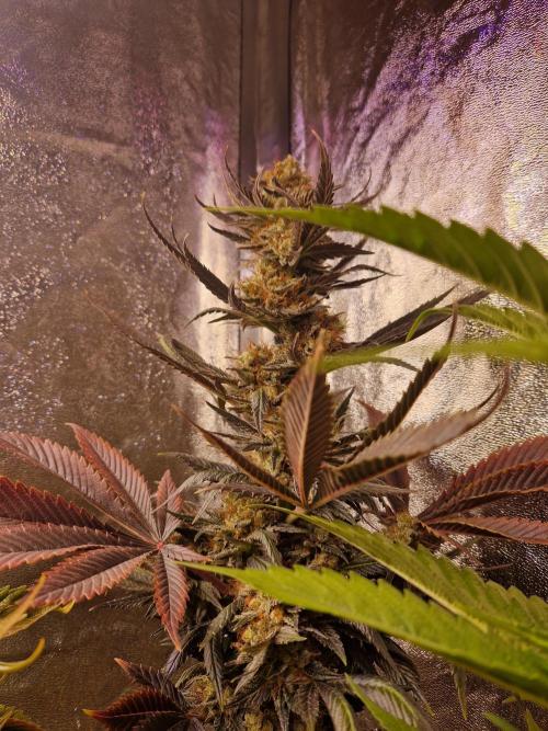 Girl Scout Cookies. Week 8