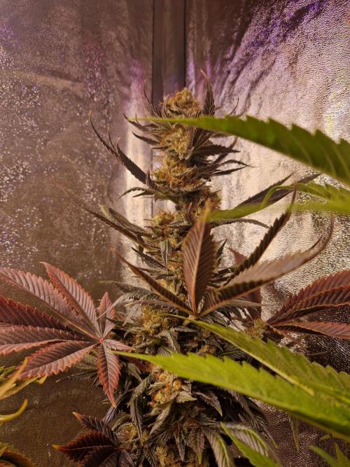 Girl Scout Cookies. Week 8