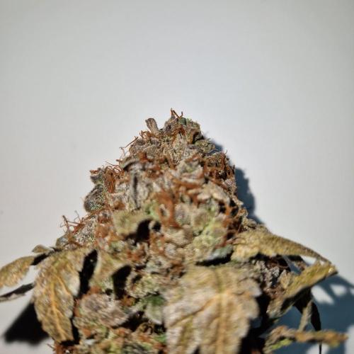 Girl Scout Cookies. Week 9