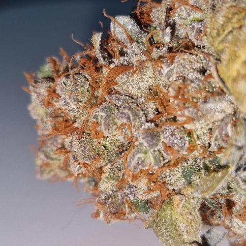 Girl Scout Cookies. Week 9