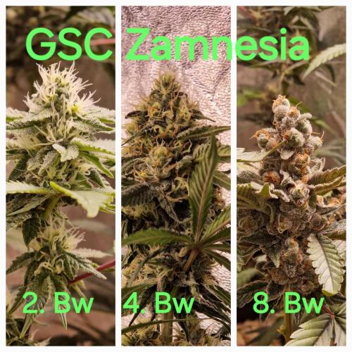 Girl Scout Cookies. Week 9