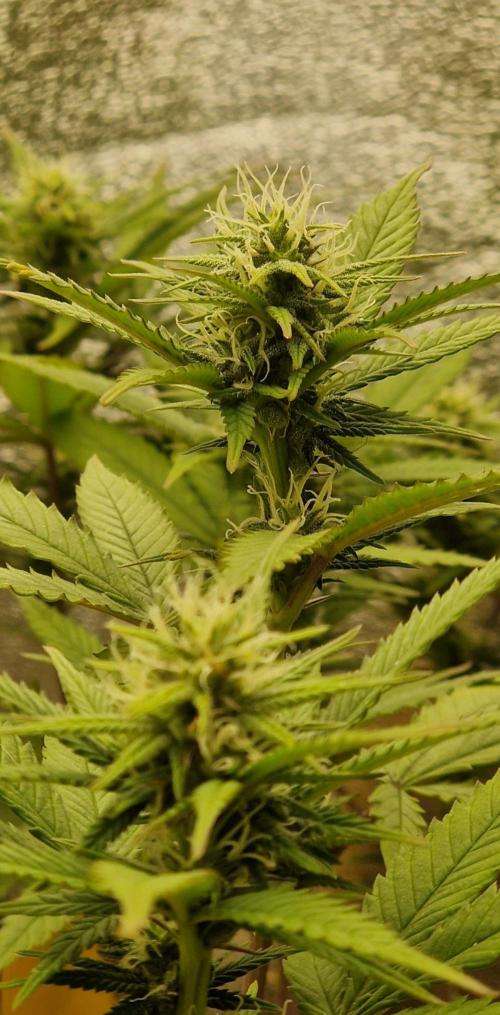 White Widow x The Ultimate. Week 12
