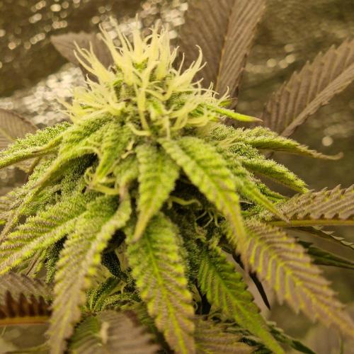 Triple Mint XXL. Week 8