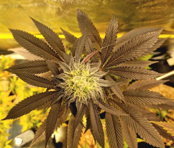 Triple Mint XXL. Week 9