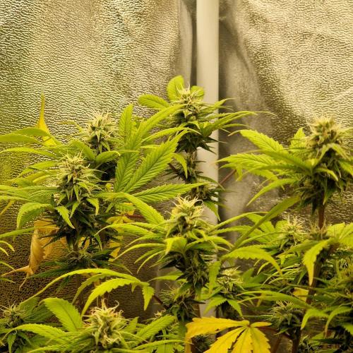 White Widow x The Ultimate. Week 12