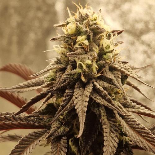 Triple Mint XXL. Week 10