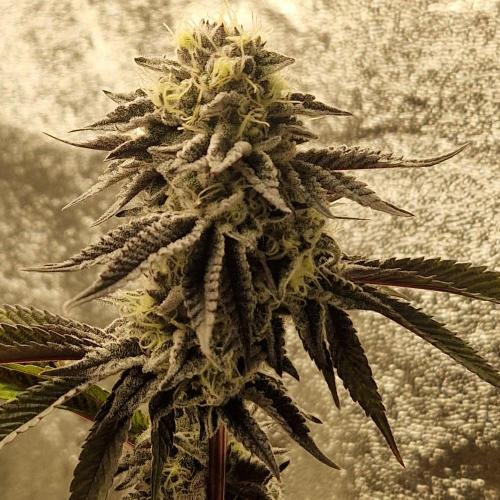 Triple Mint XXL. Week 10