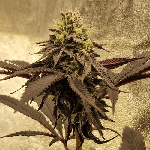 Triple Mint XXL. Week 10