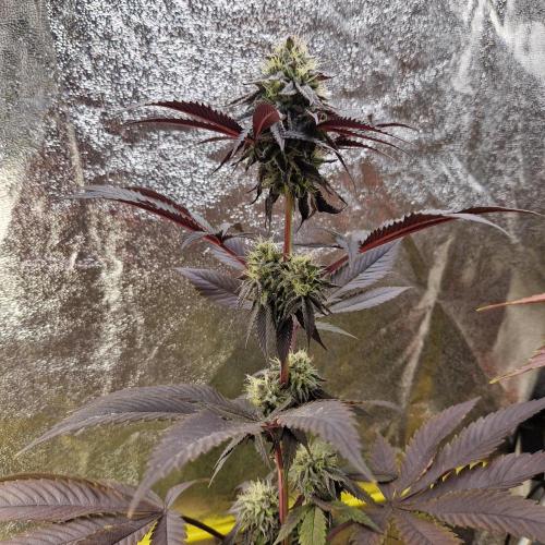 Triple Mint XXL. Week 10