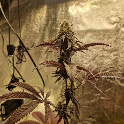 Triple Mint XXL. Week 10