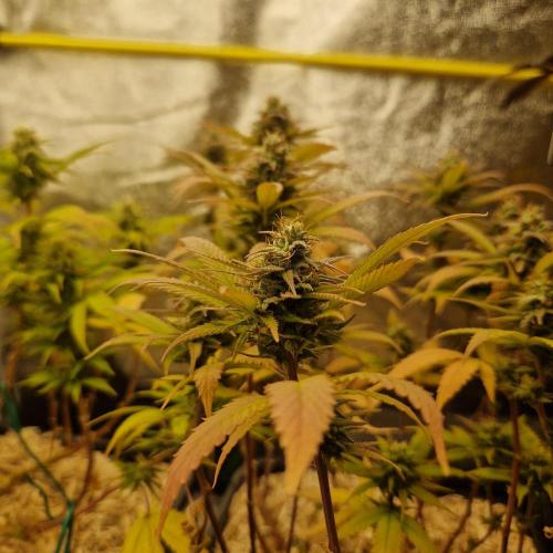 White Widow x The Ultimate. Week 13
