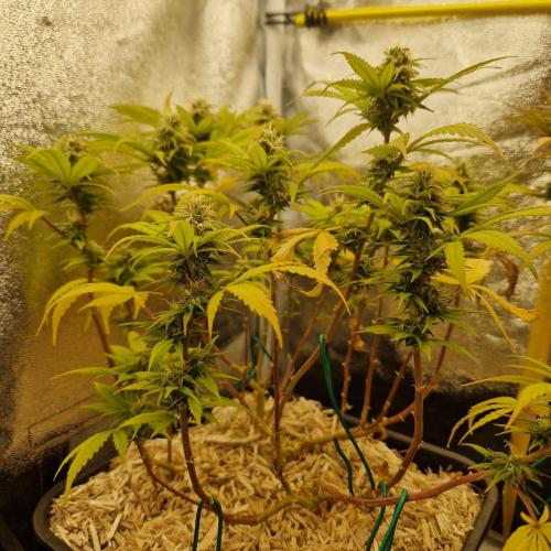 White Widow x The Ultimate. Week 13