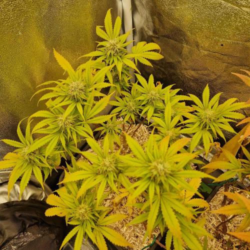 White Widow x The Ultimate. Week 13