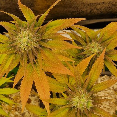 White Widow x The Ultimate. Week 13