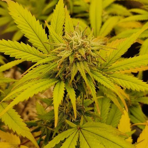 White Widow x The Ultimate. Week 13