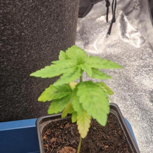 Blue Zushi. Week 1