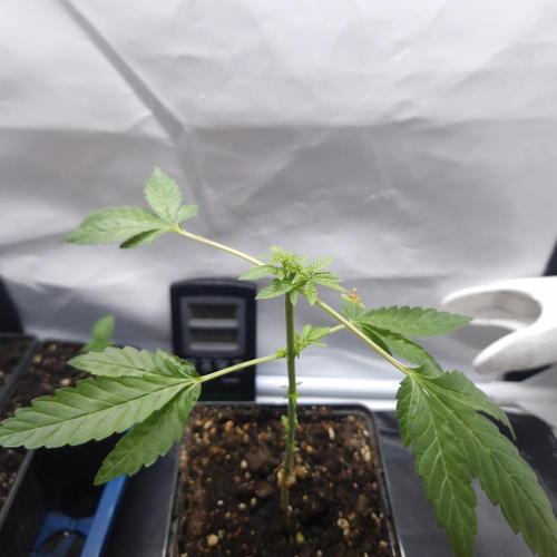 DS120w. Week 2