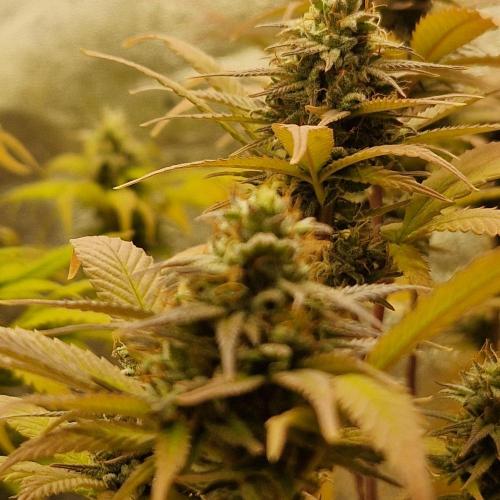 White Widow x The Ultimate. Week 13