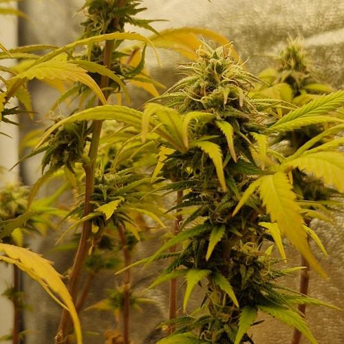 White Widow x The Ultimate. Week 13