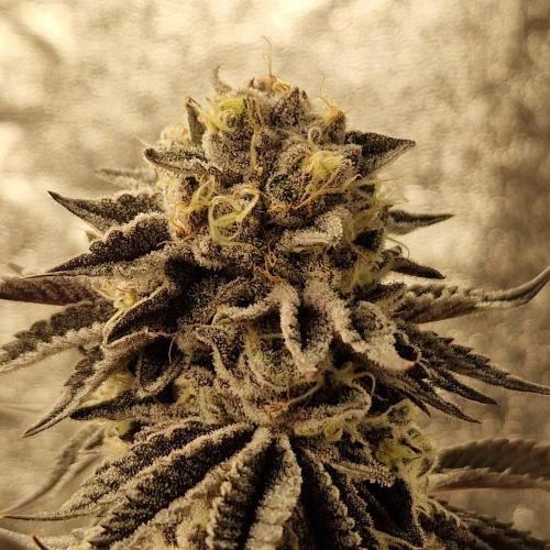 Triple Mint XXL. Week 11