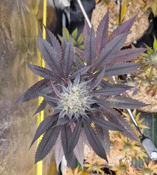 Triple Mint XXL. Week 11