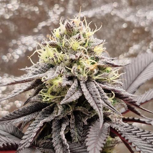Triple Mint XXL. Week 11