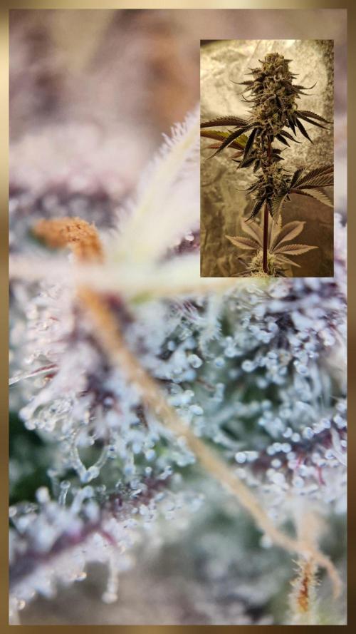 Triple Mint XXL. Week 11