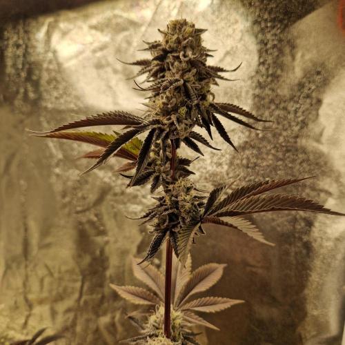 Triple Mint XXL. Week 11